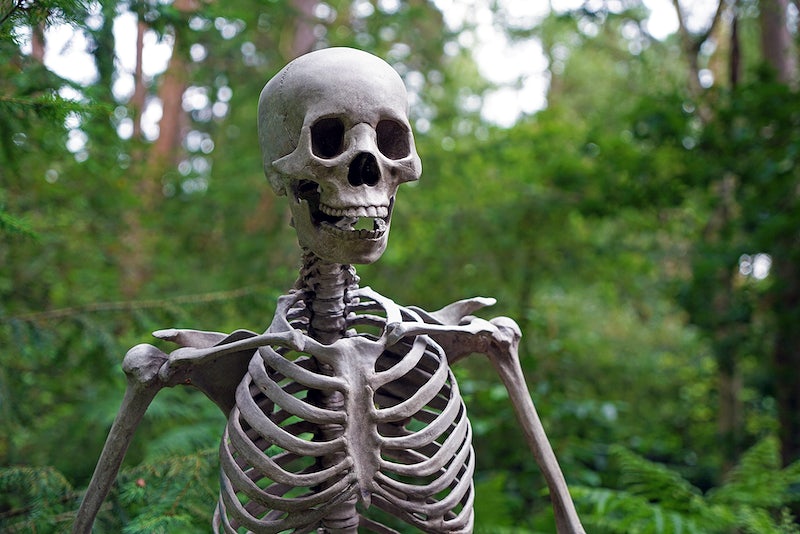 Closeup on realistic human skeleton in forest. Free public domain CC0 image.