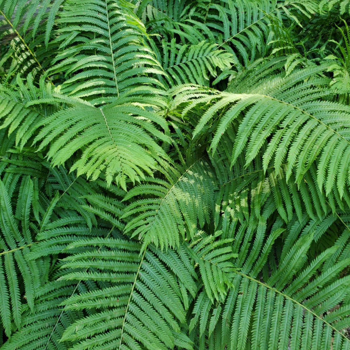 Ferns2large(1)