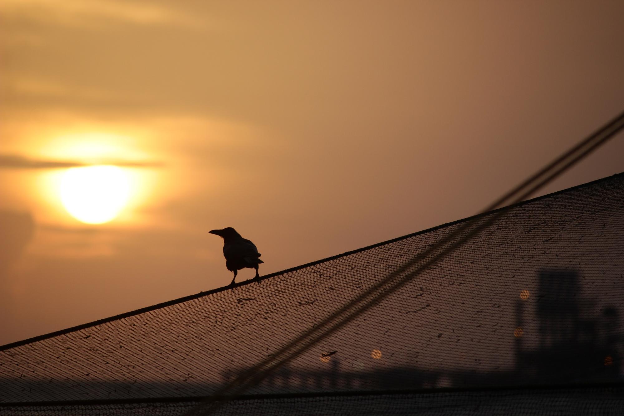 WorldPress (Public Domain) image of a bird in a sunset