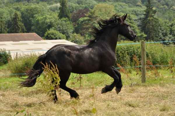Stallion - Poem written by Faith Price displayed for the Cardinal Creations column